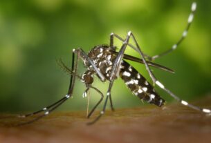 Detailed macro capture of Aedes albopictus mosquito on human skin.