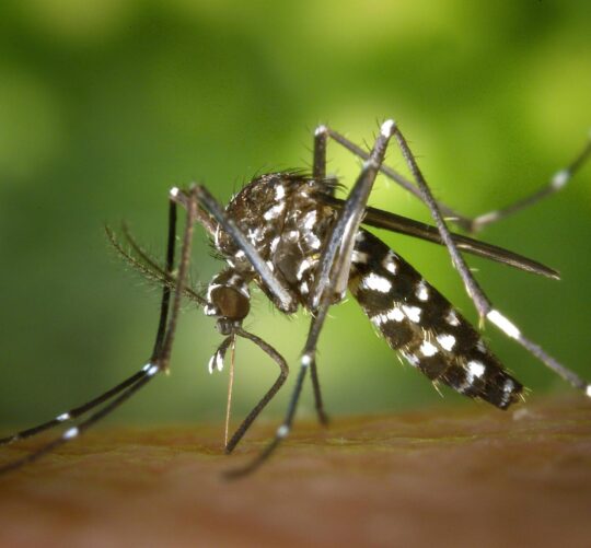 Detailed macro capture of Aedes albopictus mosquito on human skin.