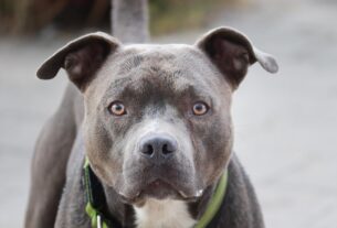 dog, pit bull, outdoors, pet, domestic animal, portrait, head, animal, face, dog eyes