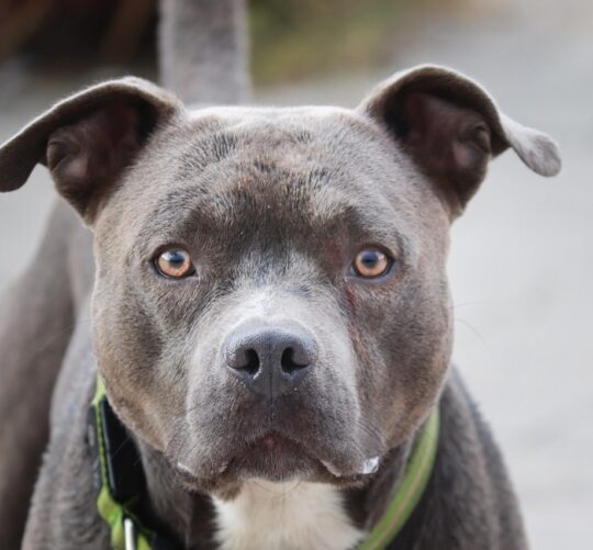dog, pit bull, outdoors, pet, domestic animal, portrait, head, animal, face, dog eyes