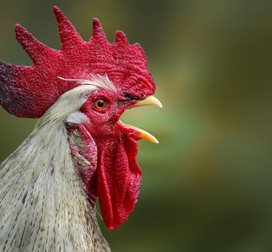 cockscomb, chicken, rooster, nature, poultry, bird, animal