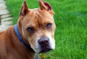 pit bull, pet, animal, grass, nature, dog